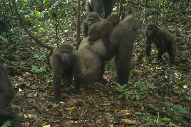 Rare Nigeria gorillas with babies revealed on camera