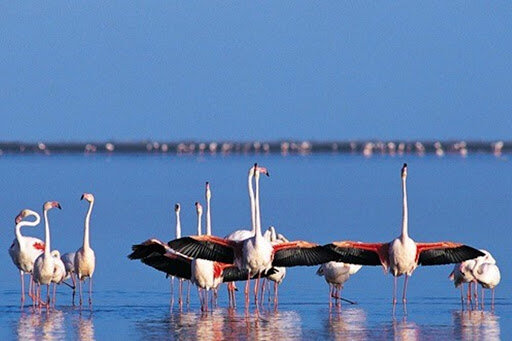 Why Africa must become the Conservation Continent