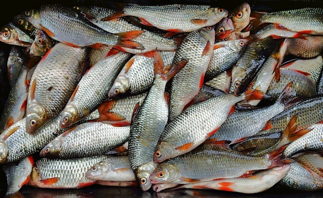 Fish Shortage Looms As Farmers Battle Survival
