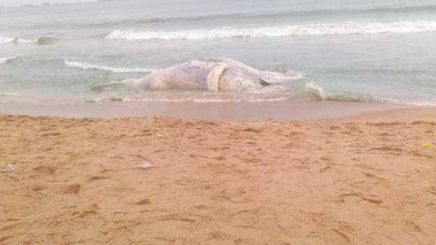 Beached whale found dead on Lomé beach