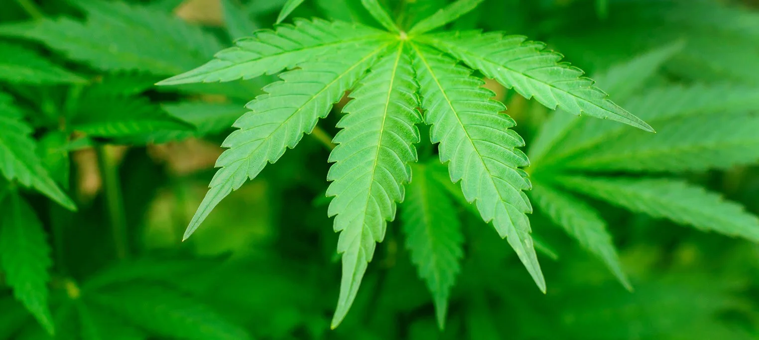 Nigeria: Law to legalise cultivation of marijuana underway