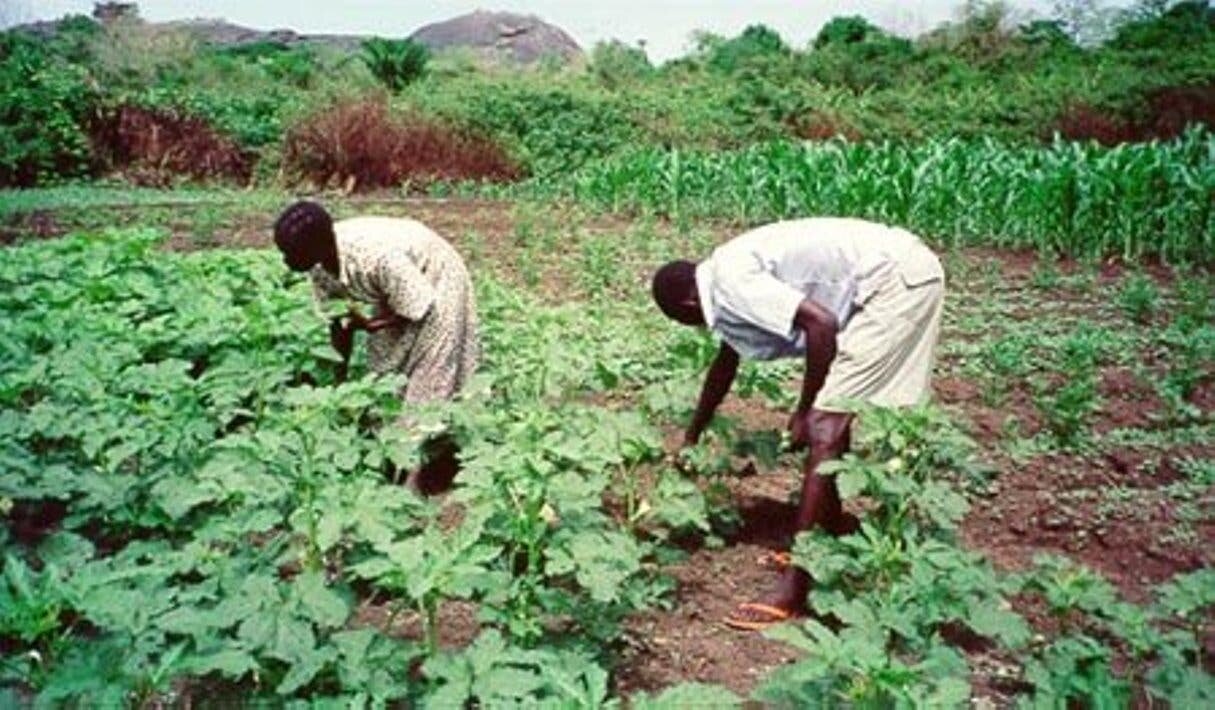 Poor Returns Force Farmers to Abandon Food Crops in North-West - Survey