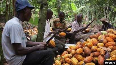 Ghana: 'Pesticides Use By Cocoa Farmers Must Be Less Harmful'