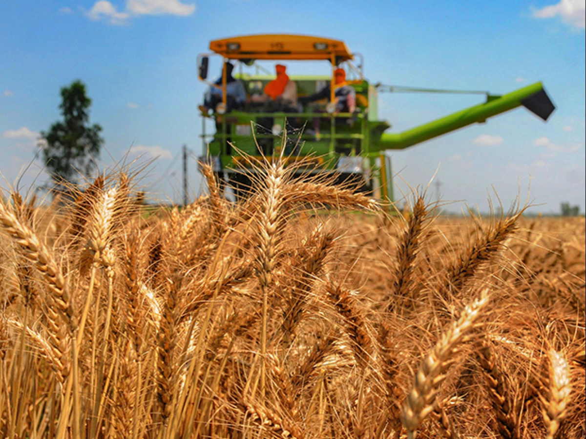 Nigeria: Nation's Decade-Long Wheat Production So Woeful, Consumption Leads By 98%