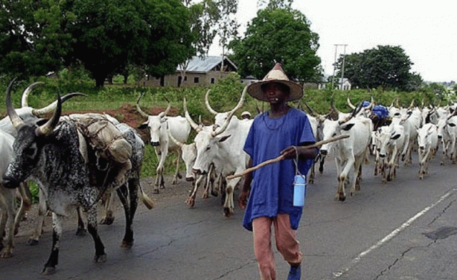 ADF Declares Support for Boycott of Fulani Cattle Beef to South East 