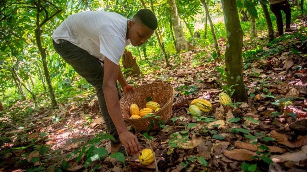 Ghana's farmers eye sweet success from chocolate