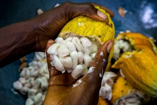 Ivory Coast jails 22 for child labour on cocoa farms 