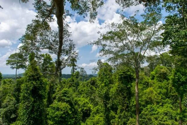 Ghana plans to plant five million trees on Friday