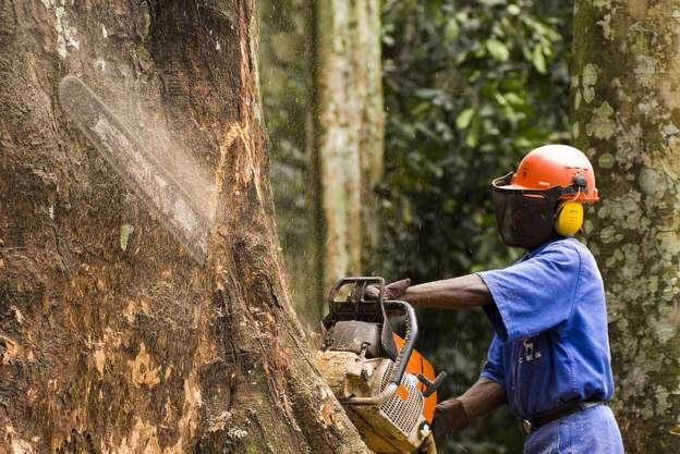 Gabon paid millions to conserve its forests 