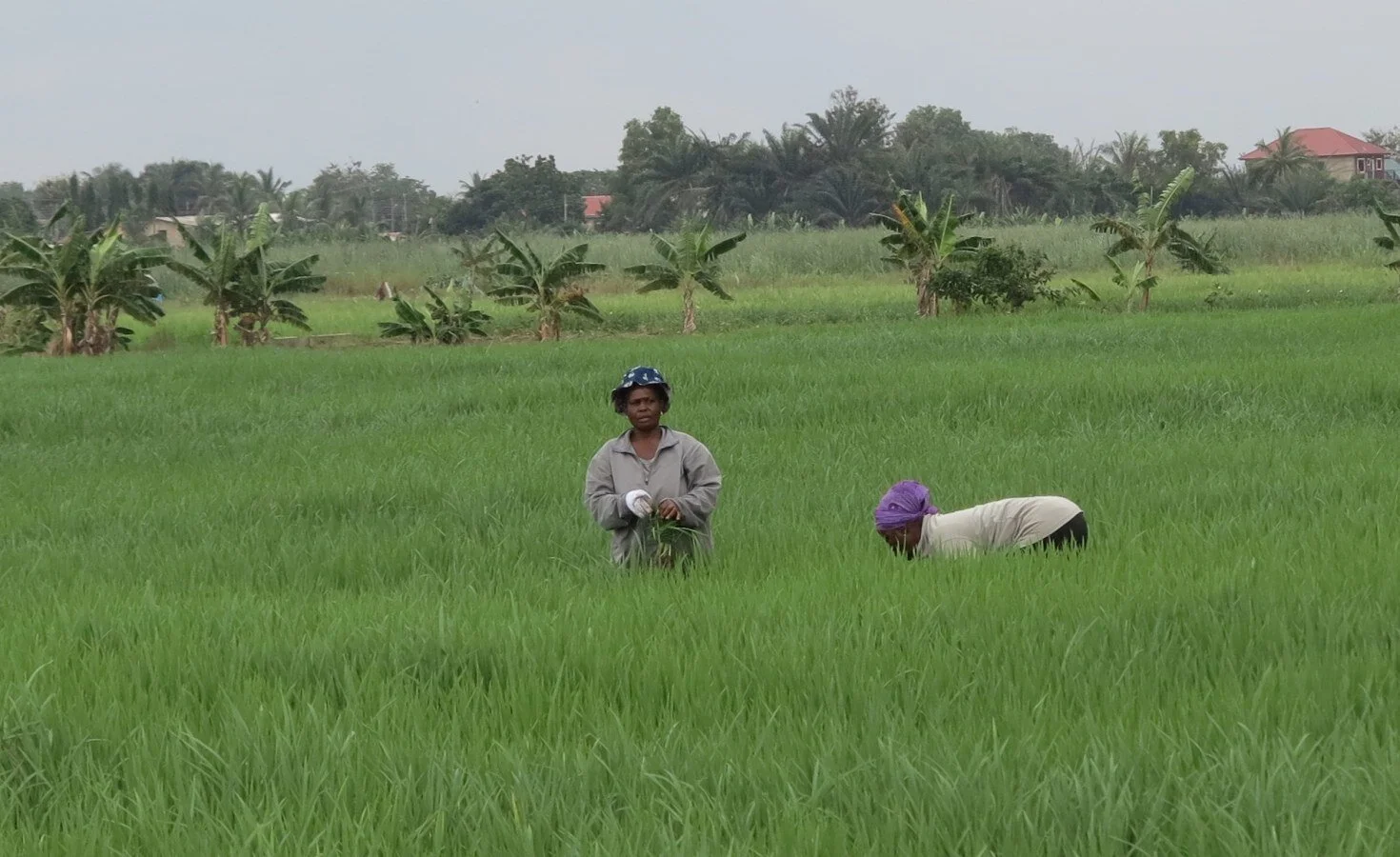 Nigerian Firm Gets $5 Million UN Credit to Help Small-Scale Farmers 