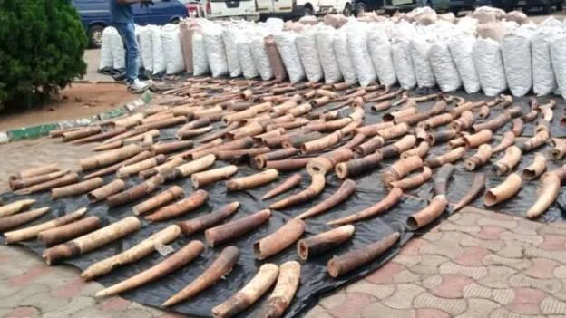 Nigeria seizes pangolin scales in $54m record haul 
