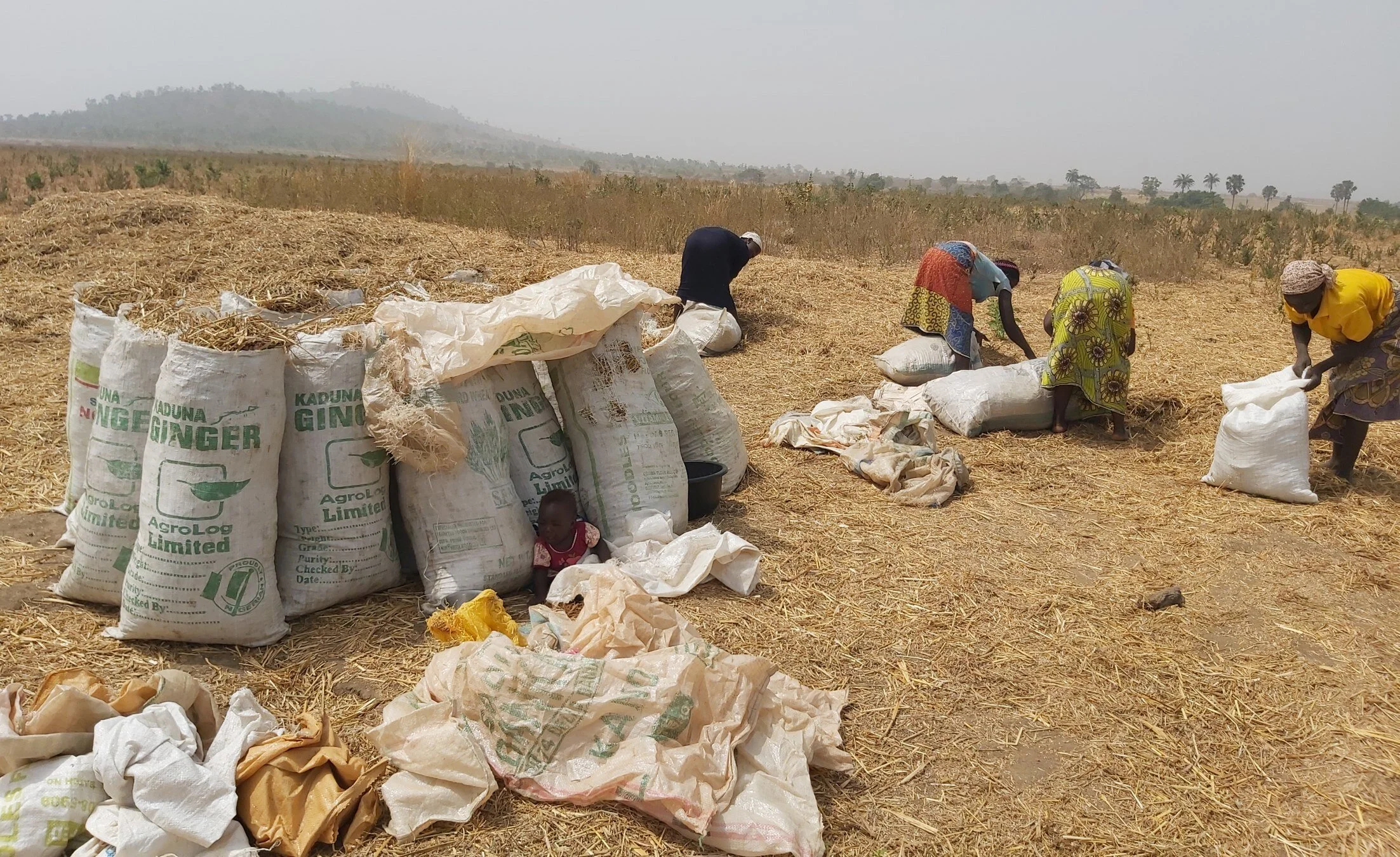 60,000 Farmers Empowered to Boost Ginger Production in Nigeria through the Agrolog and Mastercard Foundation Partnership