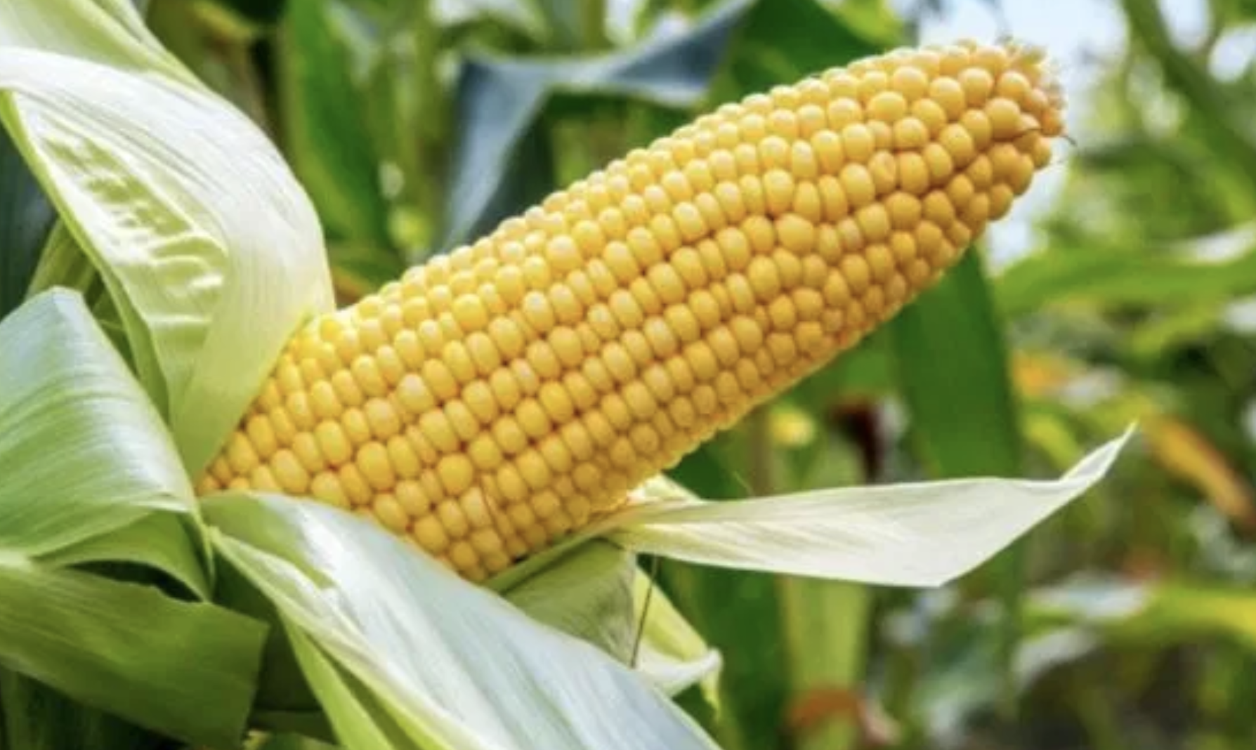 Nigeria Grants Approval for Genetically Modified Maize