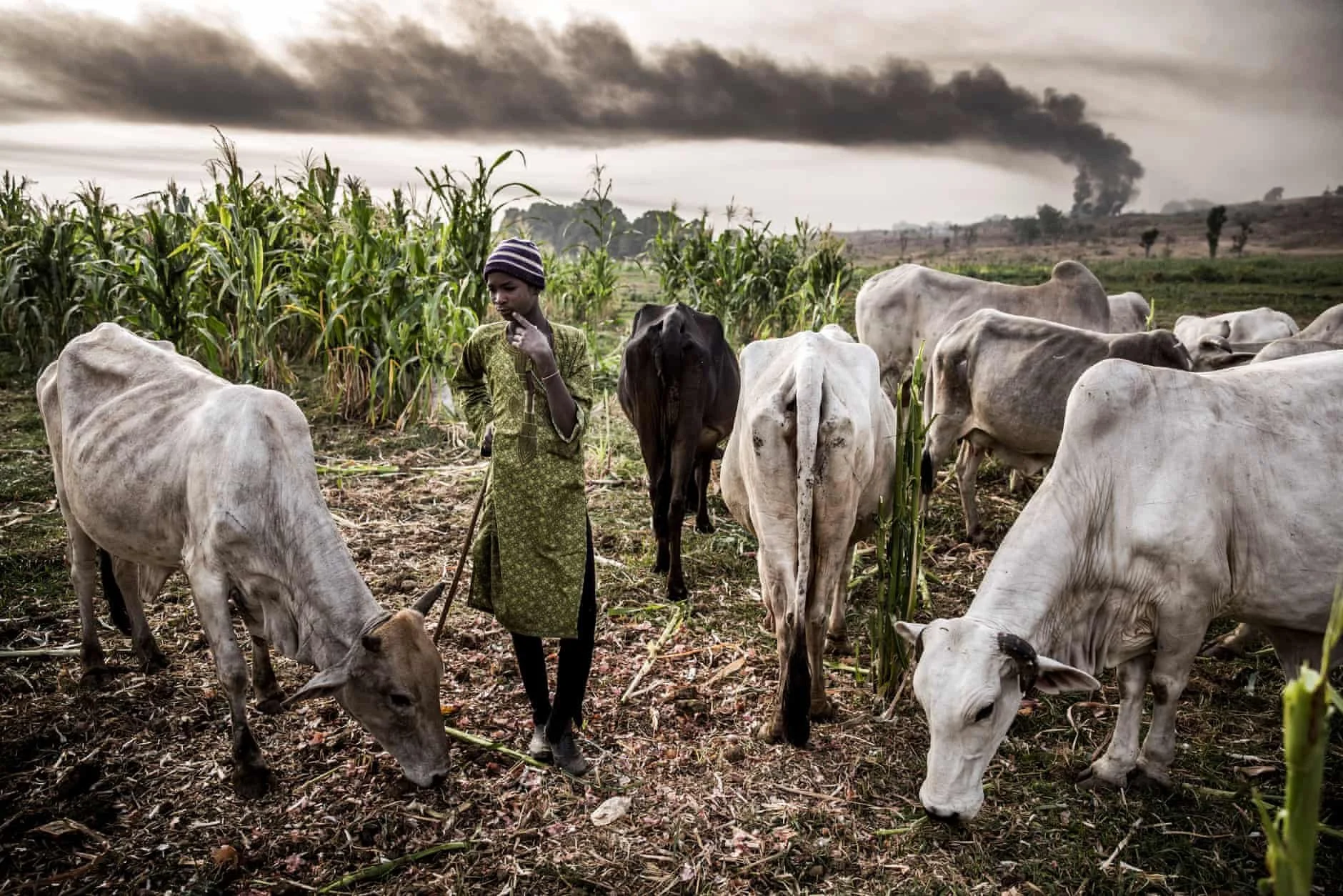 Nigeria: Presidency Urges Governors to Provide Land for Ranching