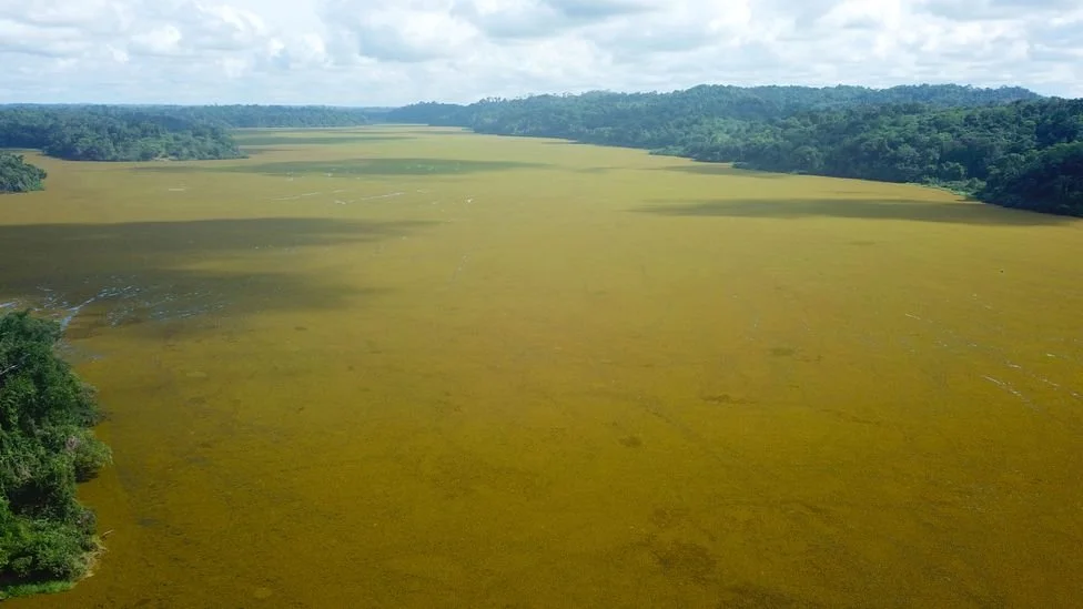 Cameroonian Fishermen Harvest Invasive Aquatic Fern to Create Energy Source