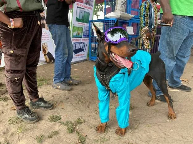 Dogs don shades and tutus for Lagos canine festival