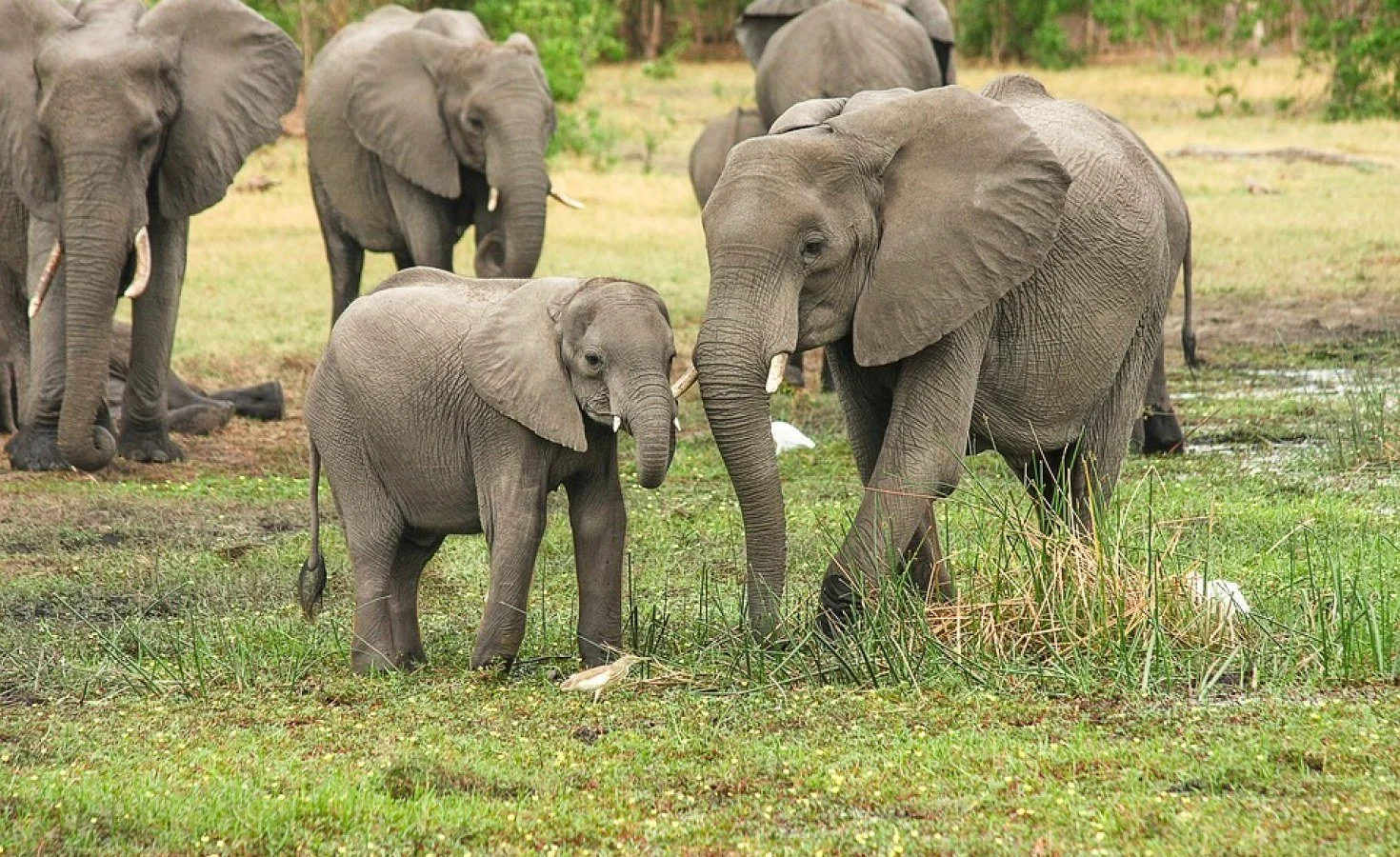 Nigeria: Save Nigeria's Largest Herd of Elephants From Extinction, Lagos, Ogun Govts Told