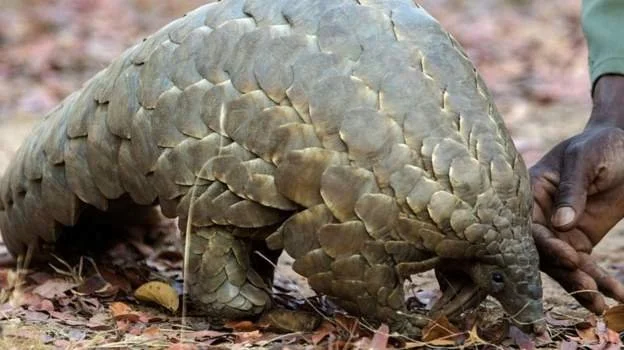 Nigeria seizes pangolin haul worth millions 