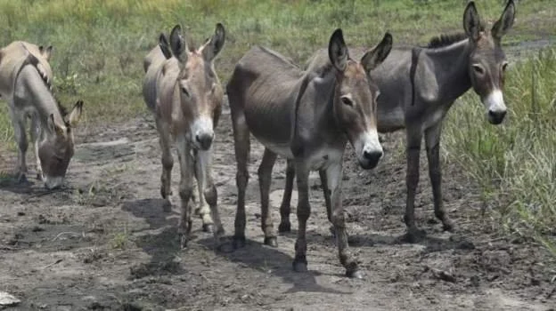 Nigeria intercepts hundreds of sacks of donkey meat 