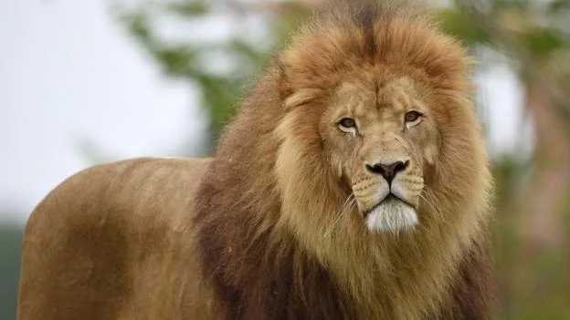 Stray lion shot dead by hunters in Nigeria 