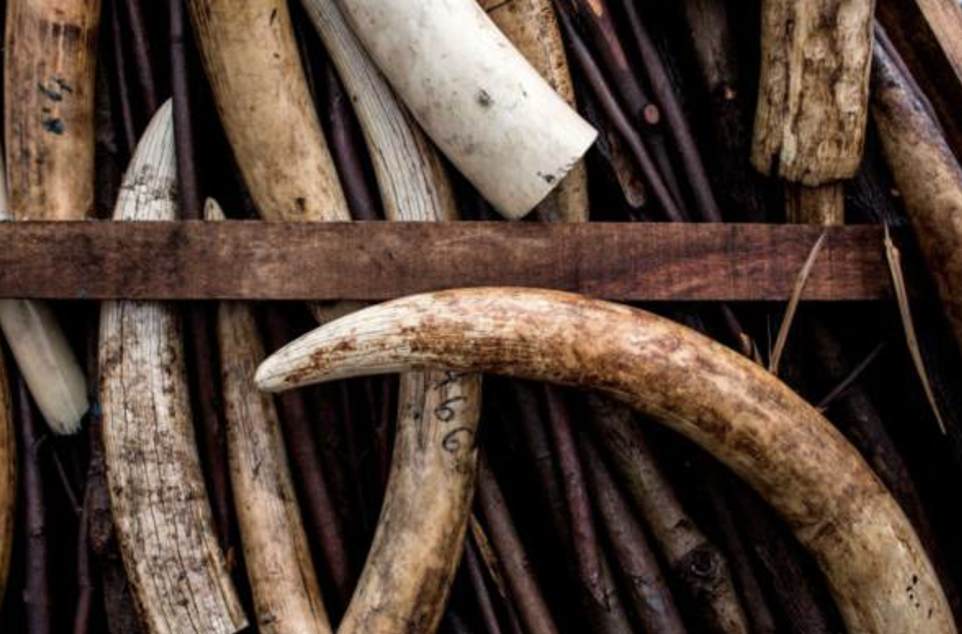 DR Congo seizes ivory from 80 slaughtered elephants