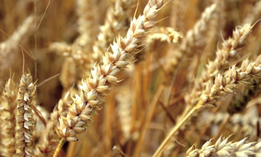 Nigerian Manufacturers Struggle With Wheat, Energy Shortages