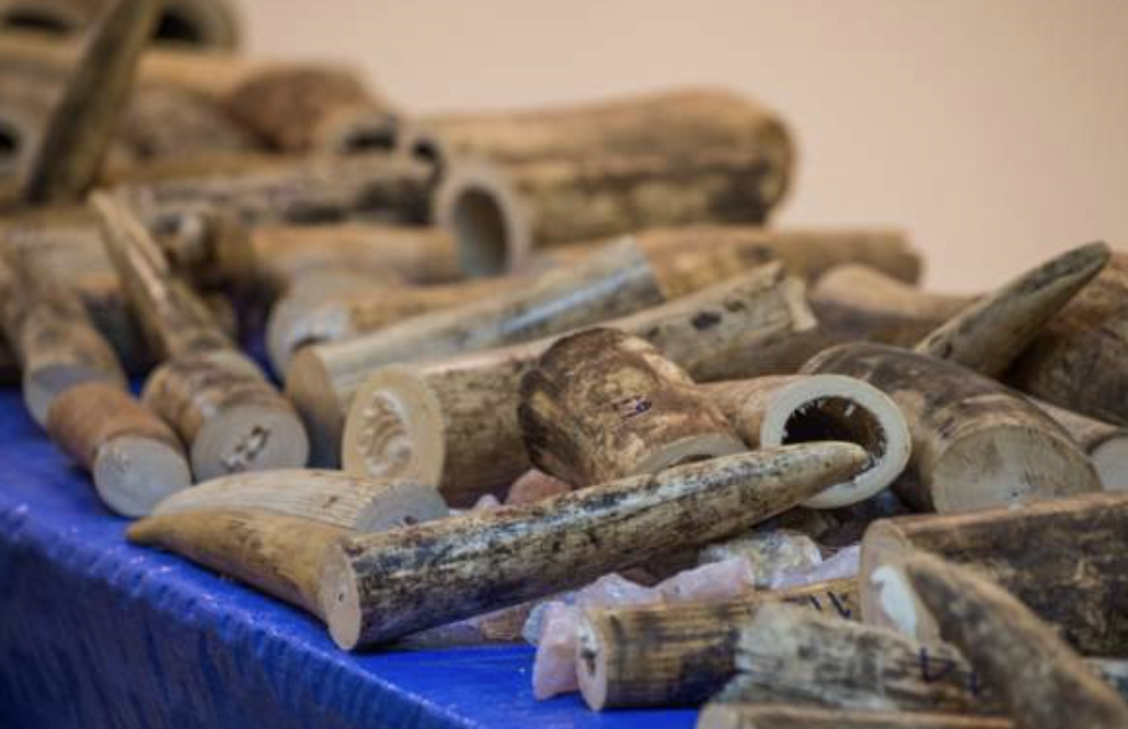 US says two Congolese admit smuggling ivory