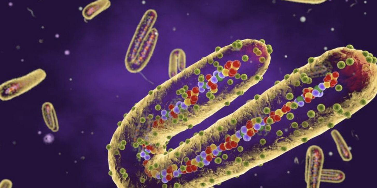 What is the Marburg virus and how can it be avoided? Published