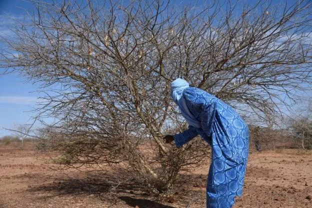 Niger begins making artificial rain to curb drought 