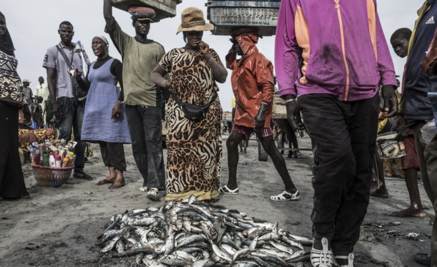 Senegal: Landmark Lawsuit Filed Against Senegal Fish Meal Factory