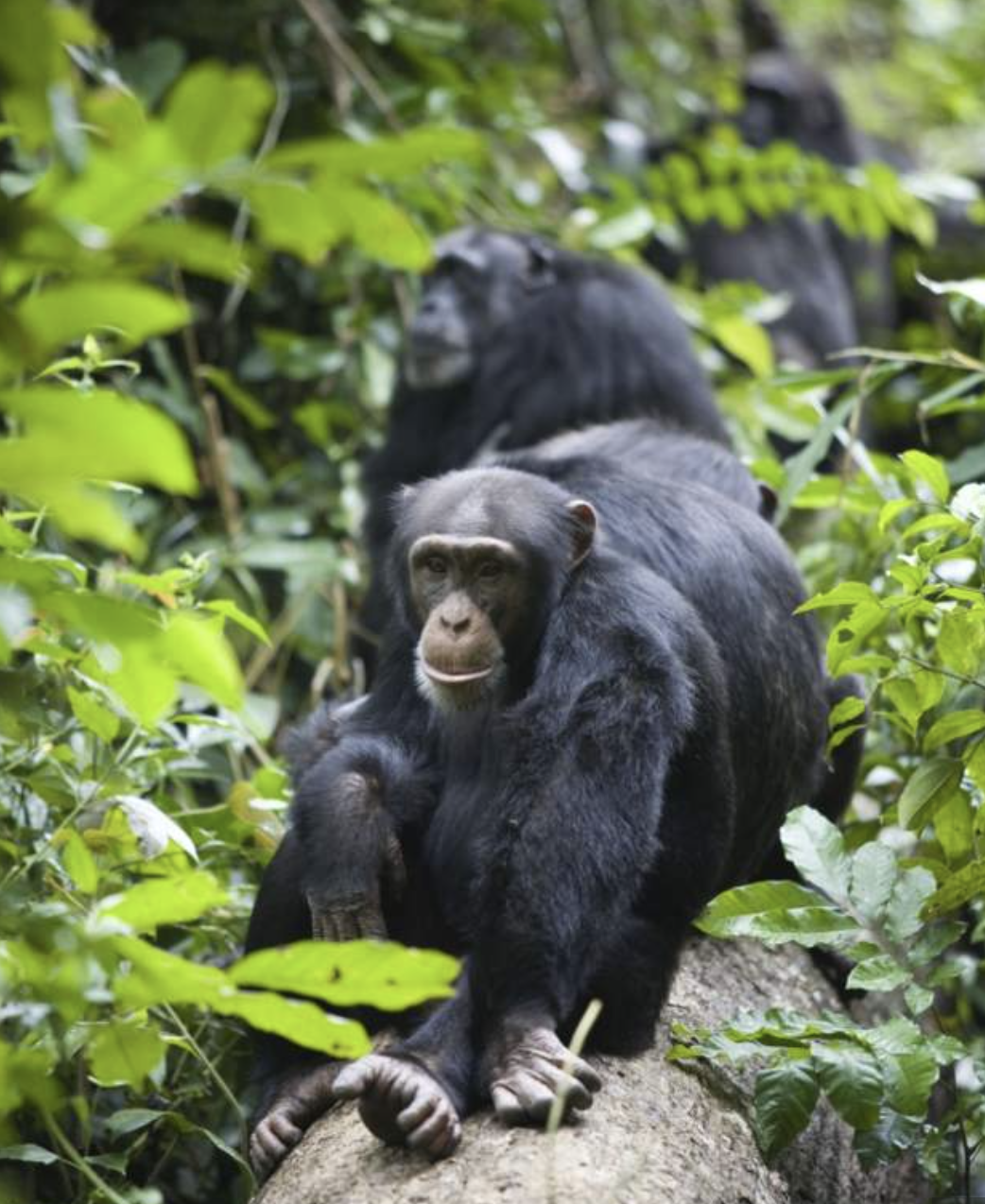 Guinea's Oldest Chimpanzee Dies Alone