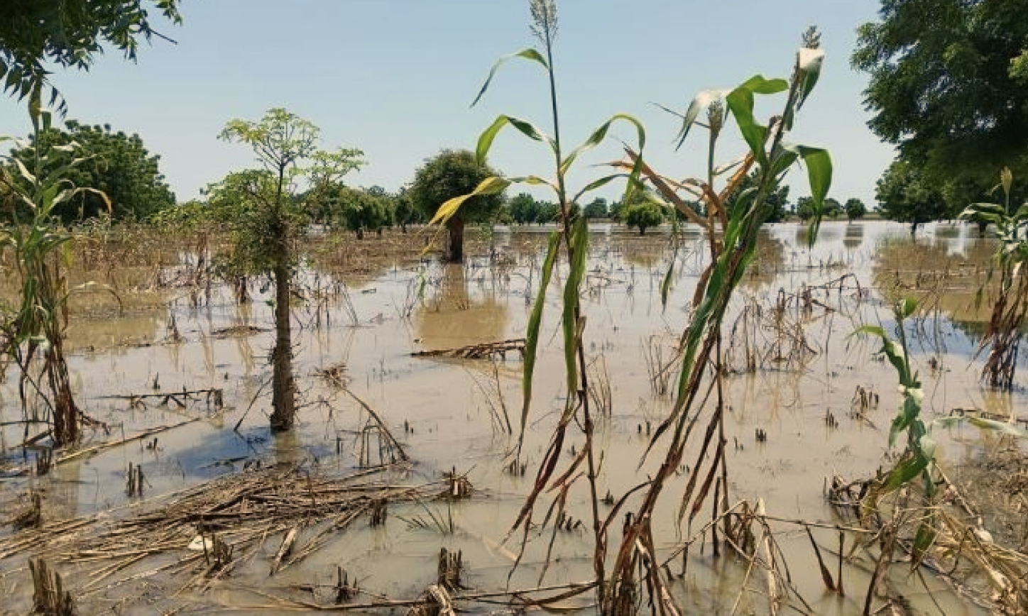 Nigeria: Floods Devastate Farmlands, Raise Fear of Food Insecurity in Nigeria