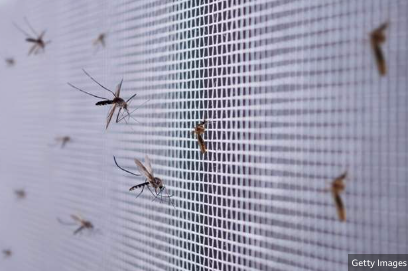 Malaria deaths stabilise amid concerns about treatment - WHO