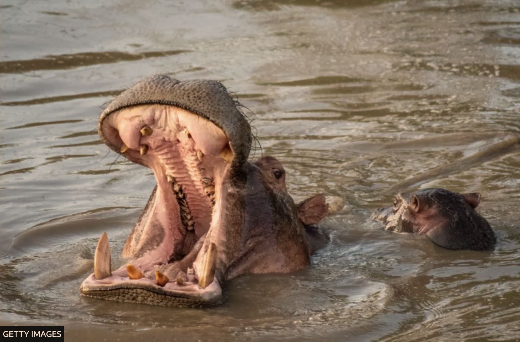 Poachers target hippos for giant teeth in place of ivory