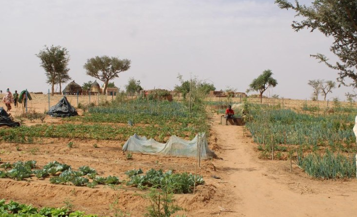 Land Restoration, Market Gardening Make a Difference for Niger Farmers