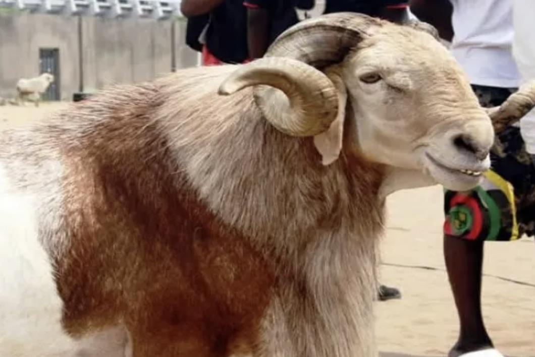 How Exorbitant Ram Prices Ruined Eid-El-Kabir Celebration