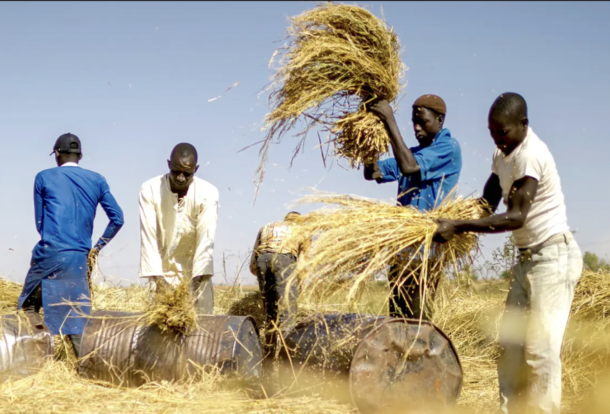 Why Local Rice Price Continues to Rise in Nigeria