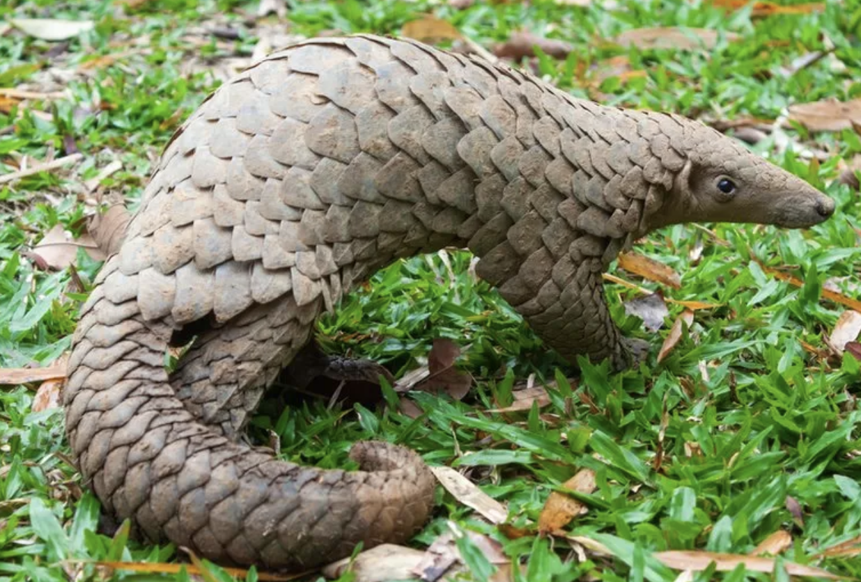 Nigeria Burns $1.4m-worth of Pangolin Scales in Anti-Trafficking Stand