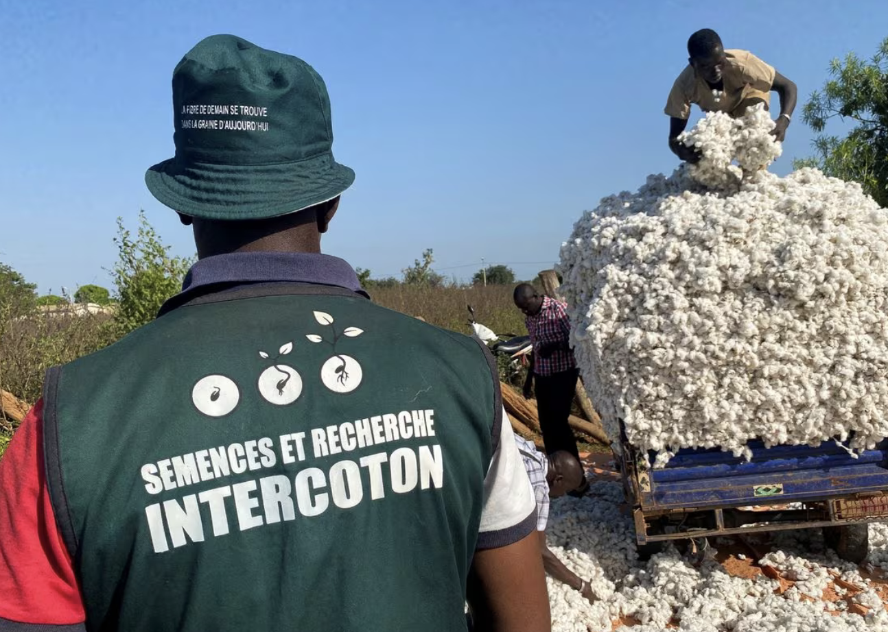 West Africa counts on chemicals to curb new cotton pest