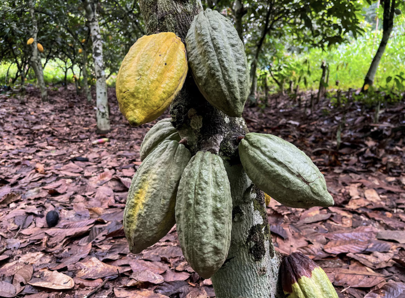 Ivory Coast regulator warns cocoa exporters not to overpay