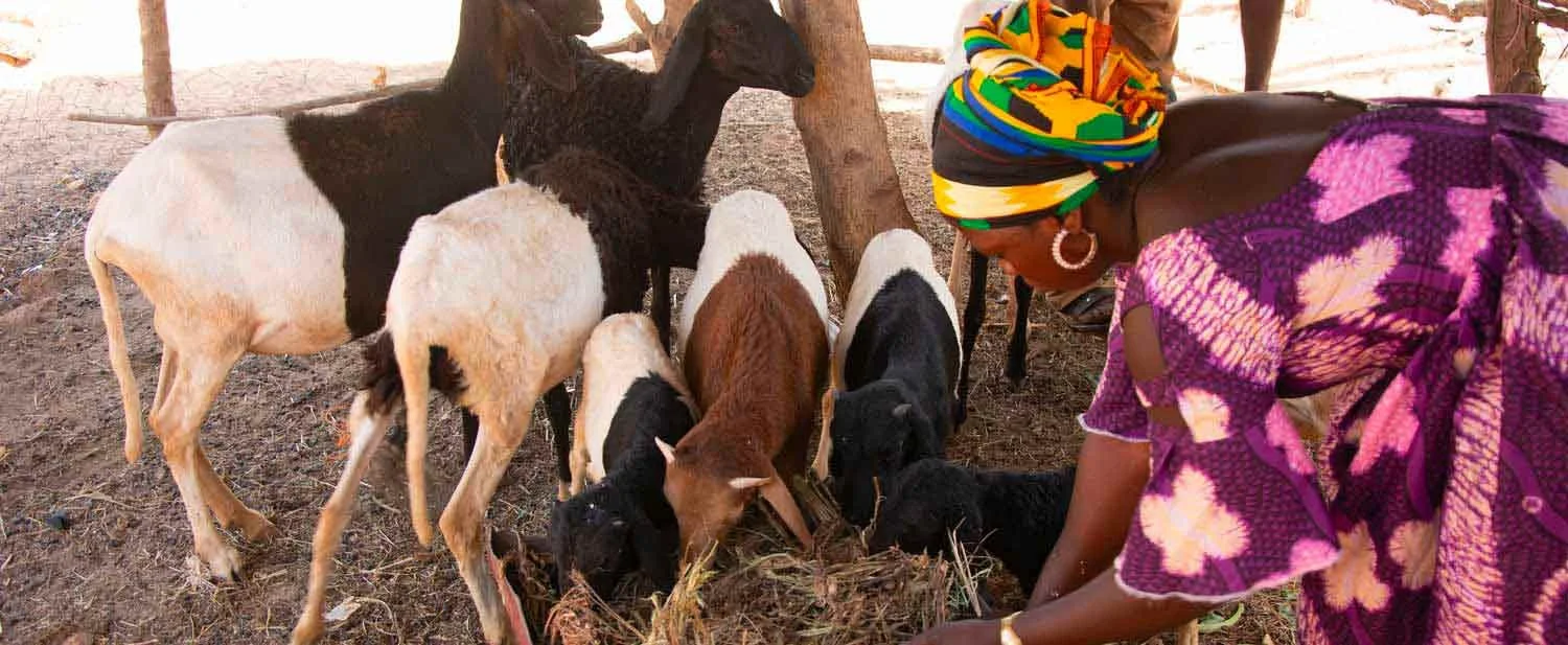African Development Fund Crucial in Development and Modernisation of Benin Sheep Industry