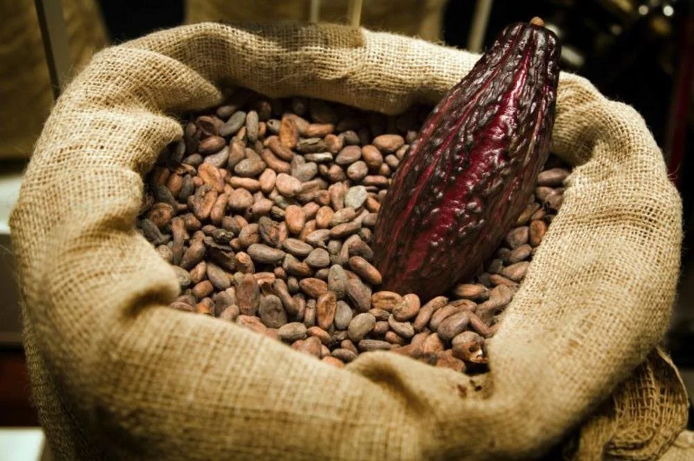 West Africa: Nigeria to Stop Exporting Raw Cocoa Beans, Keep Value At Home