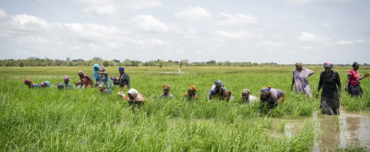 Ghana - African Development Bank Approves $18.8 Million Grant to Boost Rice Production