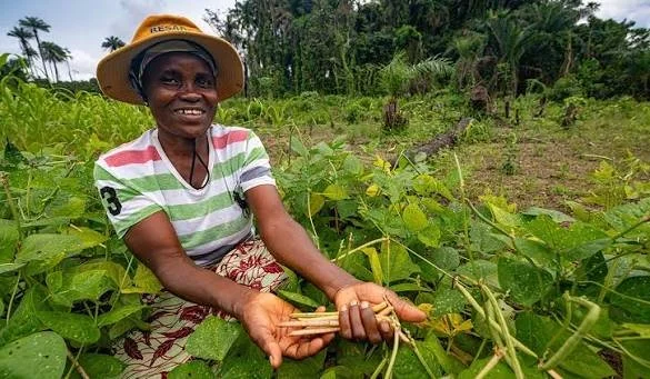 Liberia Must Grow Beyond One Crop