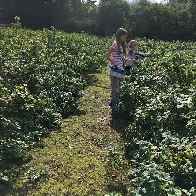 Fruit picking! Recently I&rsquo;ve learnt theres a lot of things I can live without which, in turn, seems to give greater clarity over the things that I cannot live without.

Fruit picking is one of those necessities for me! When we got out of the ca