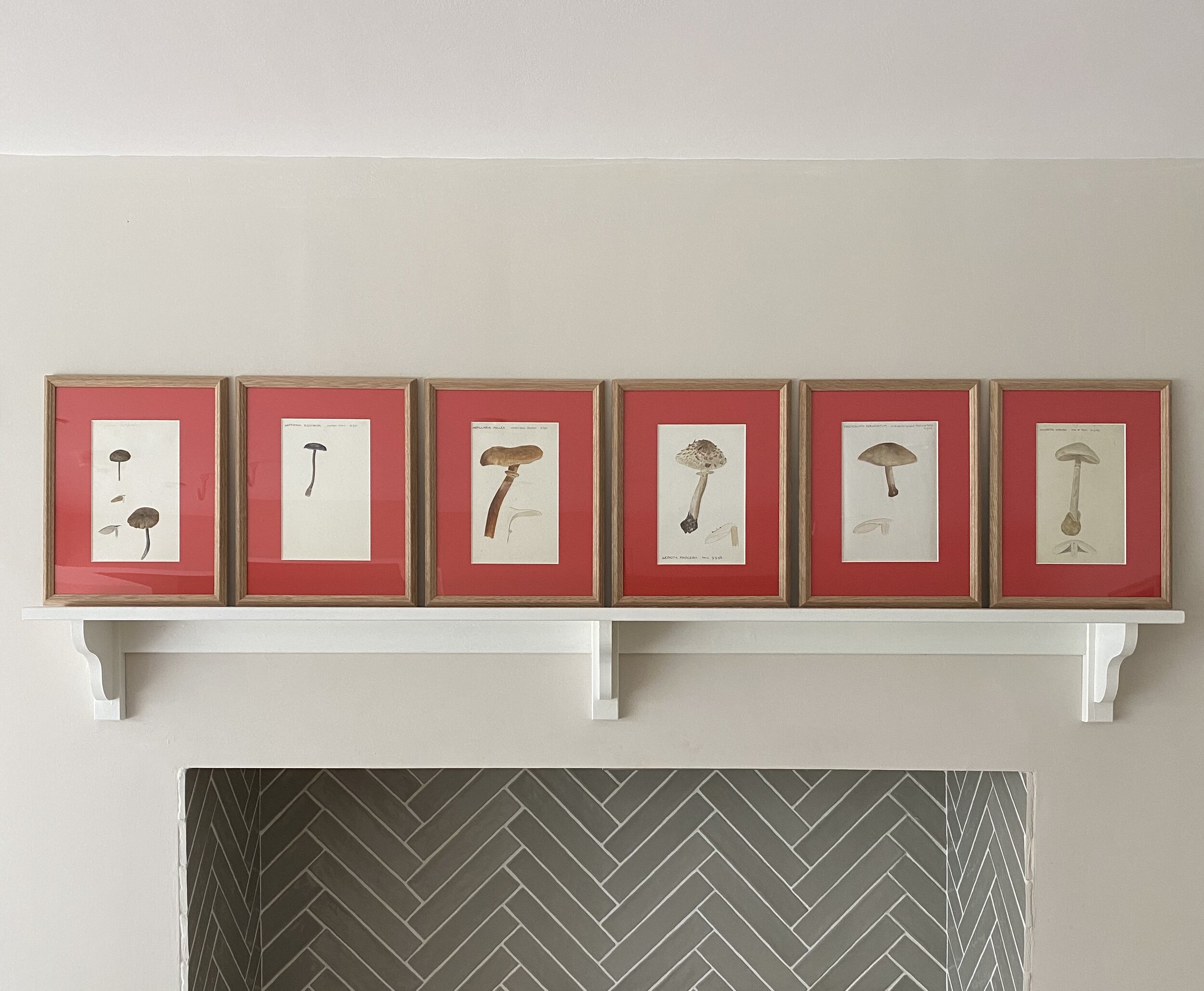 Six delicate fungi paintings