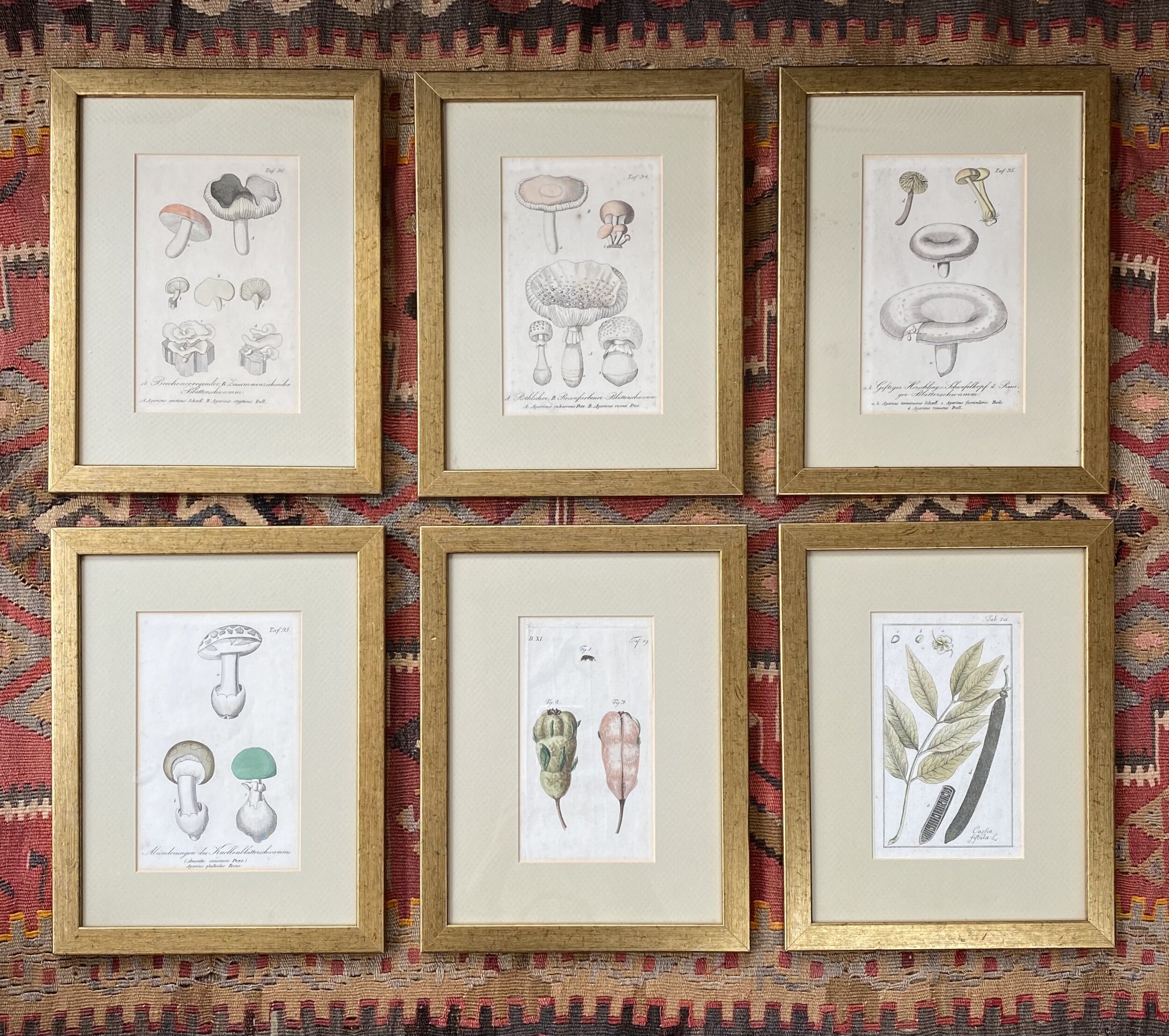 German fungi and plants