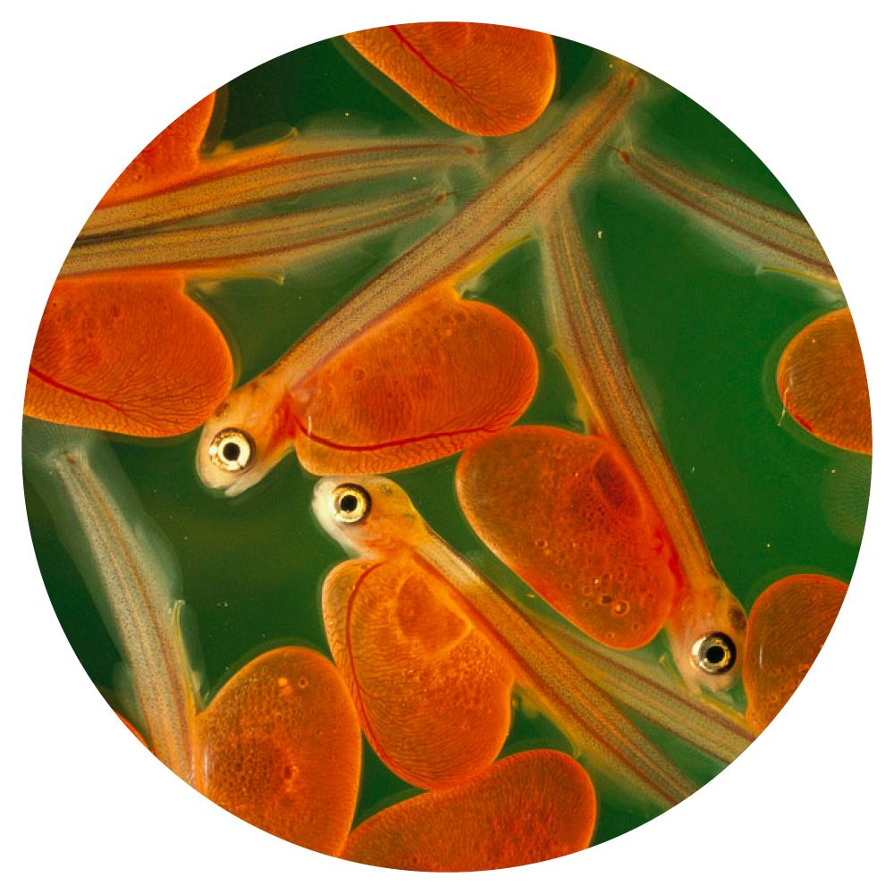 Salmon Life Cycle — Wild Coast Salmon