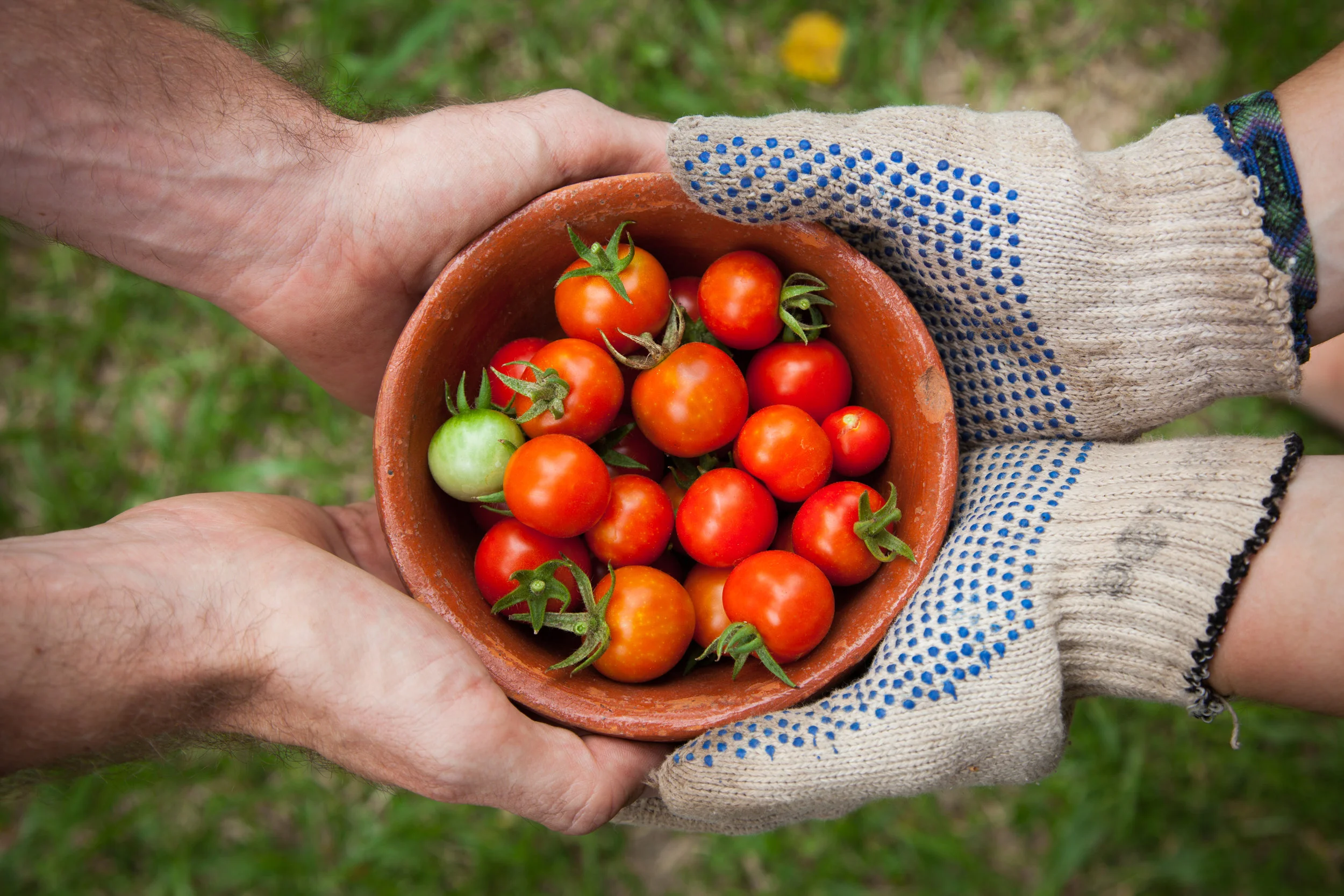 Ferretti Growers - Certified Organic Produce available at Wed Nelson Farmers market or Sat Nelson market. Or text a Veg Box order in advance to be picked up from Kokoro Studio.