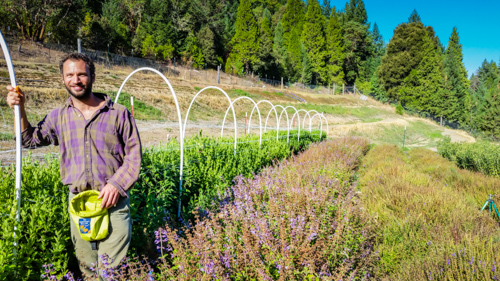 Chinese-Medicinal-Herb-Farm.jpg